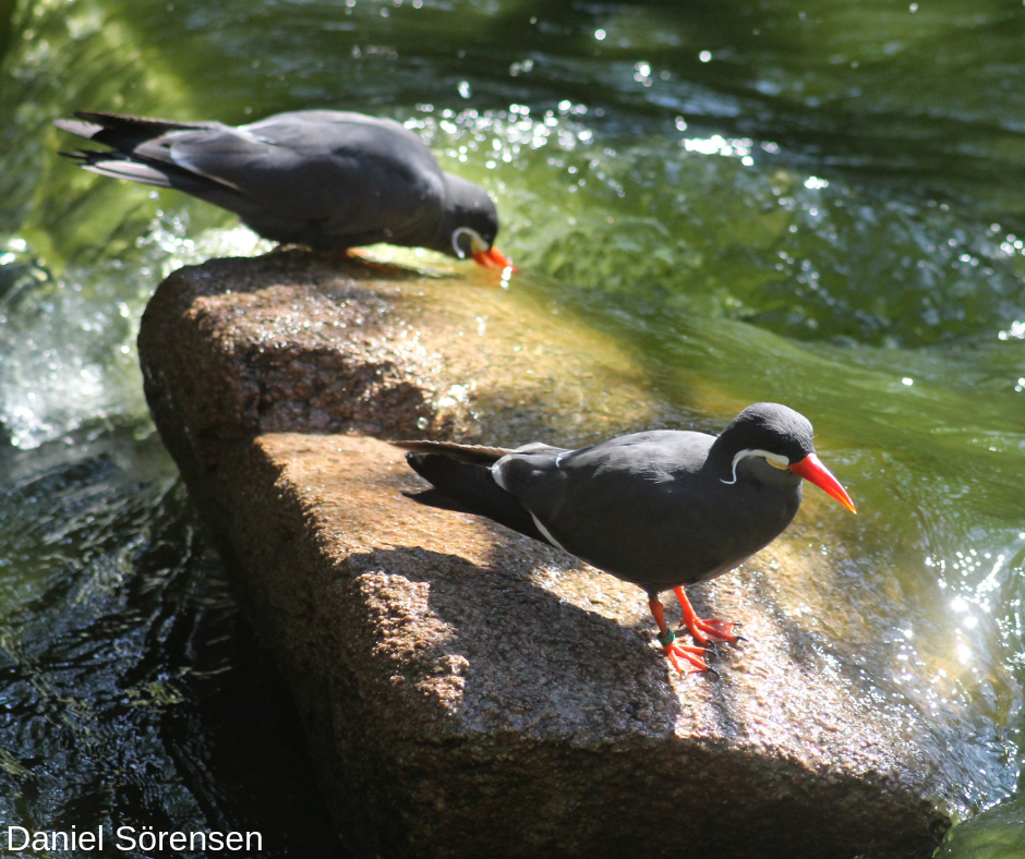 Inca terns