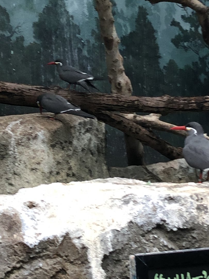Inca Terns