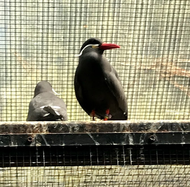 Inca Terns