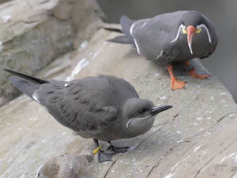 Inca terns