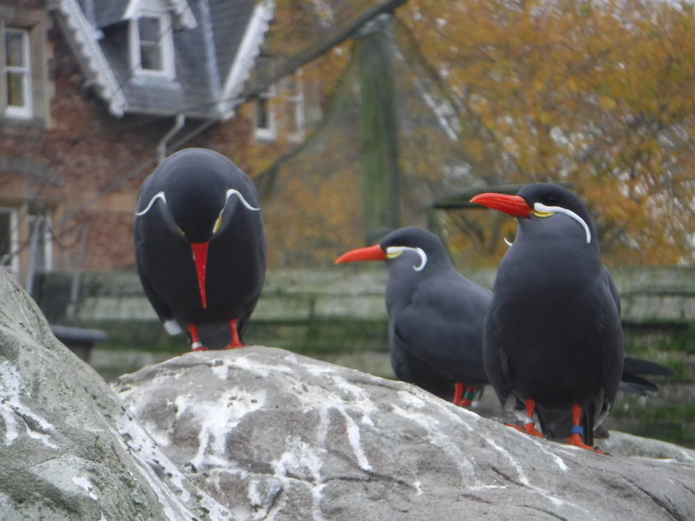 Inca Terns