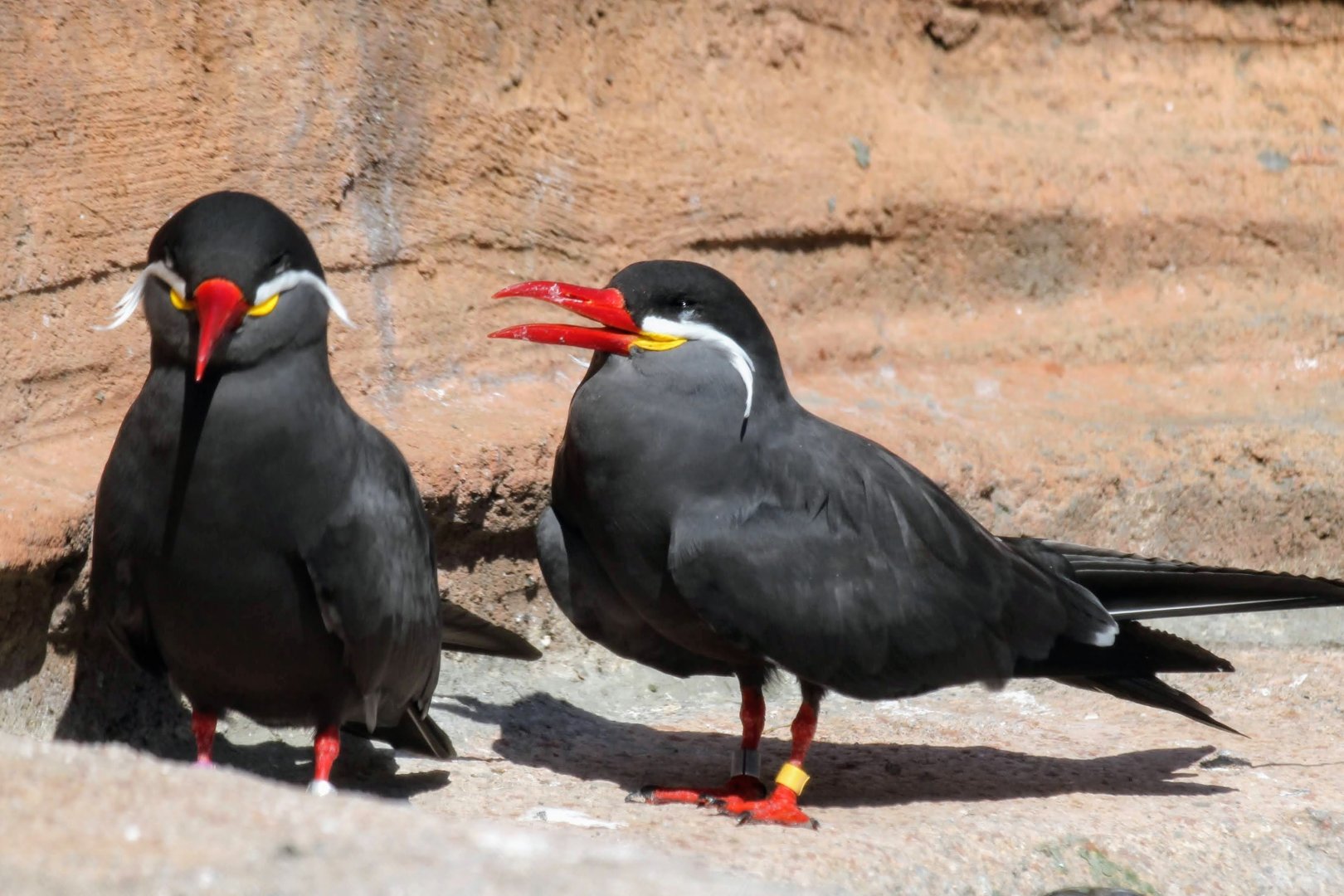 Inca Terns
