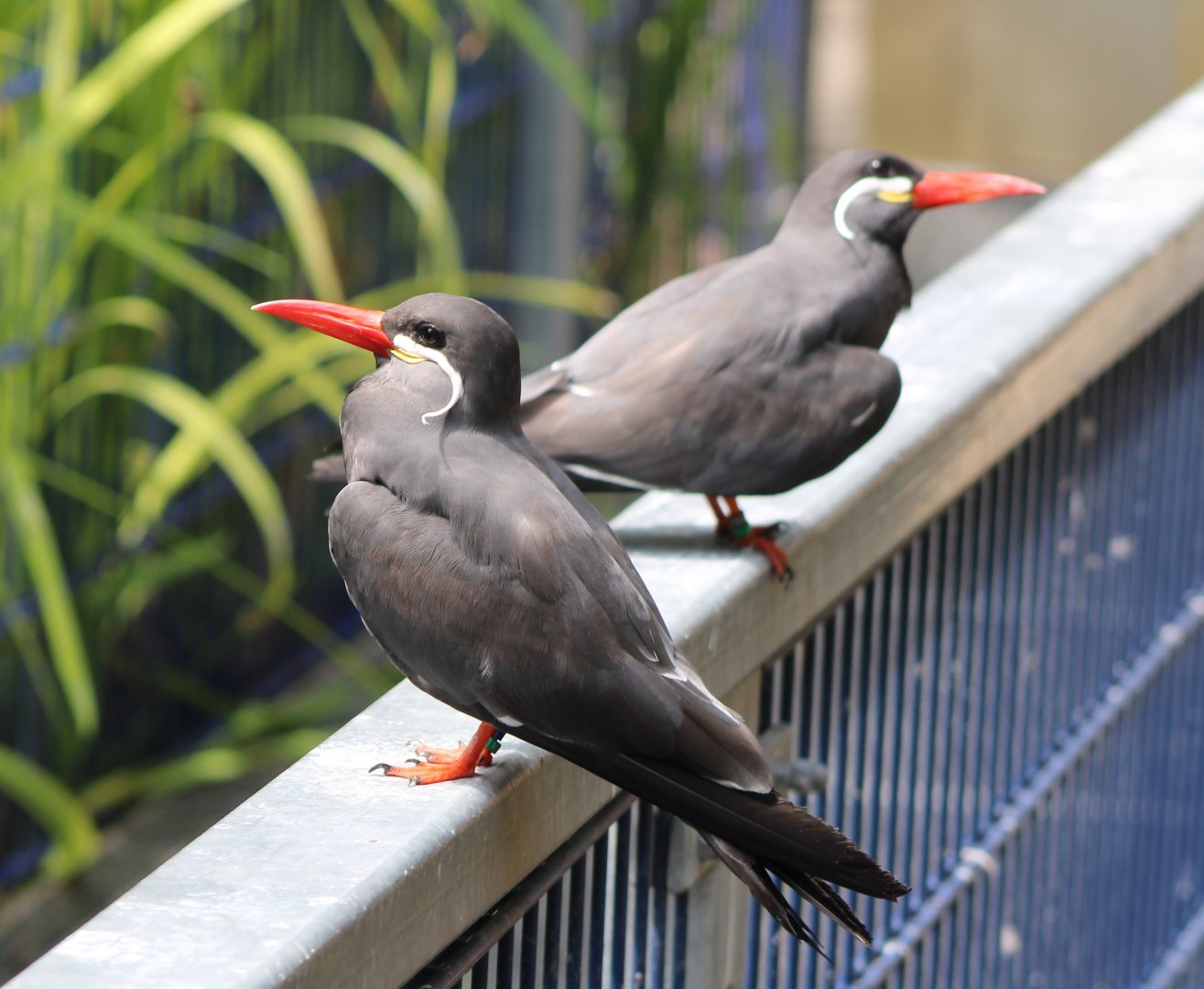 Inca terns