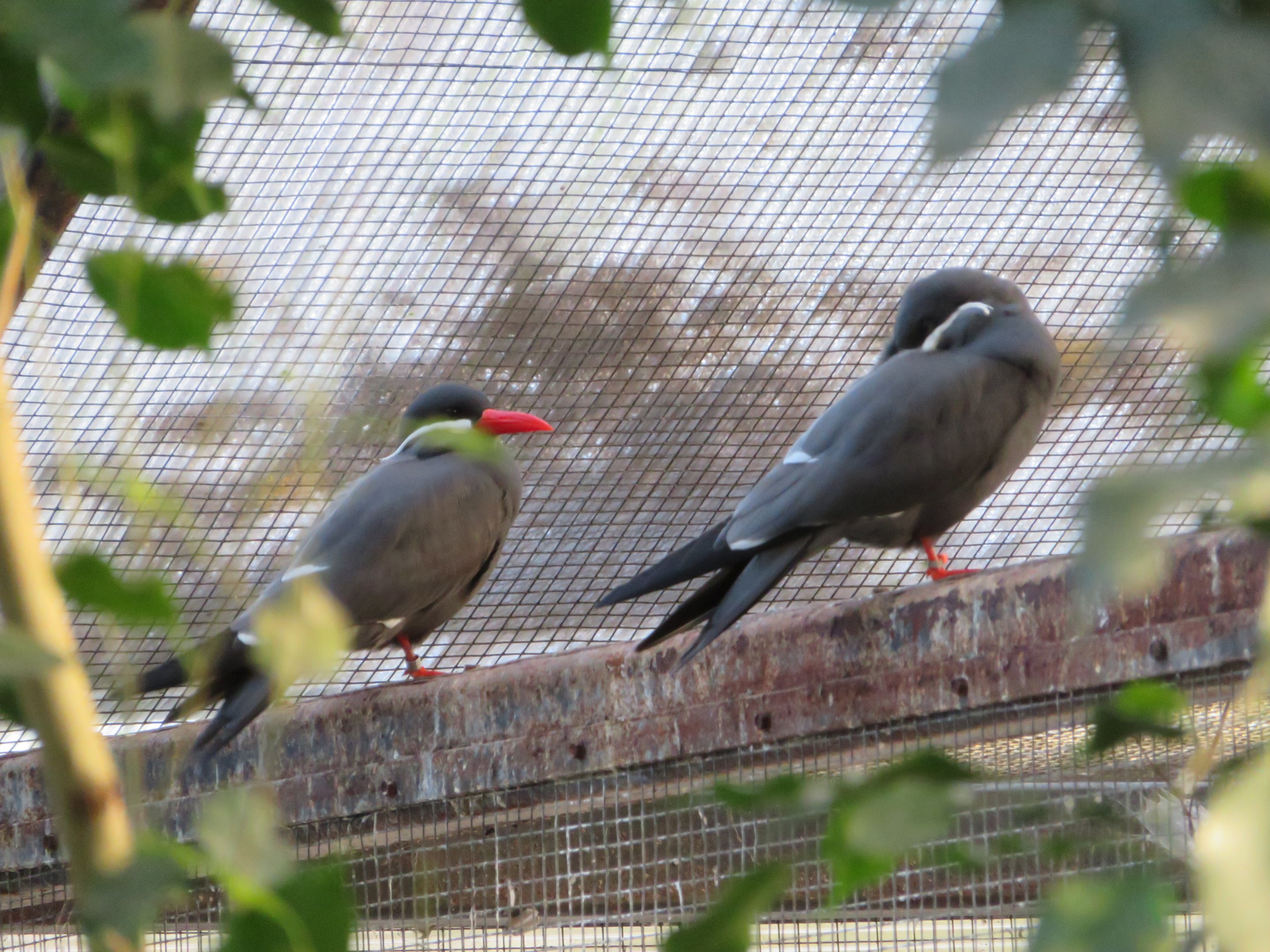 Inca Terns