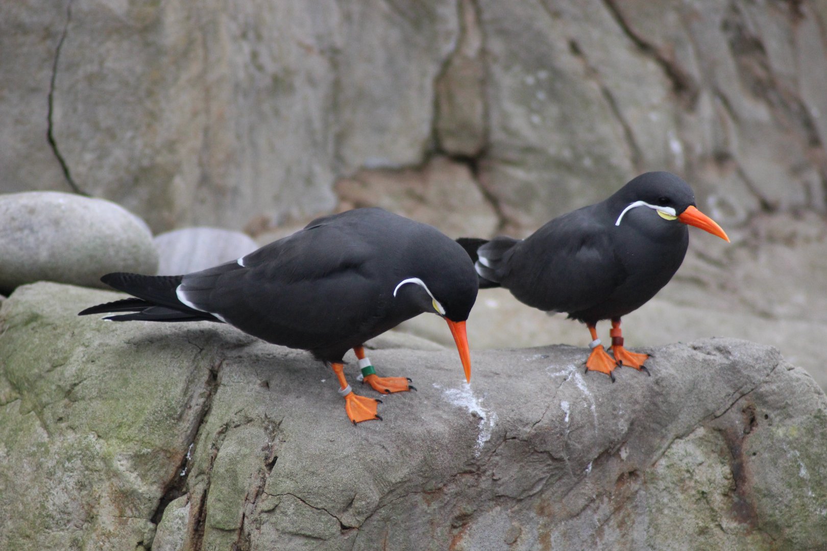 Inca Terns