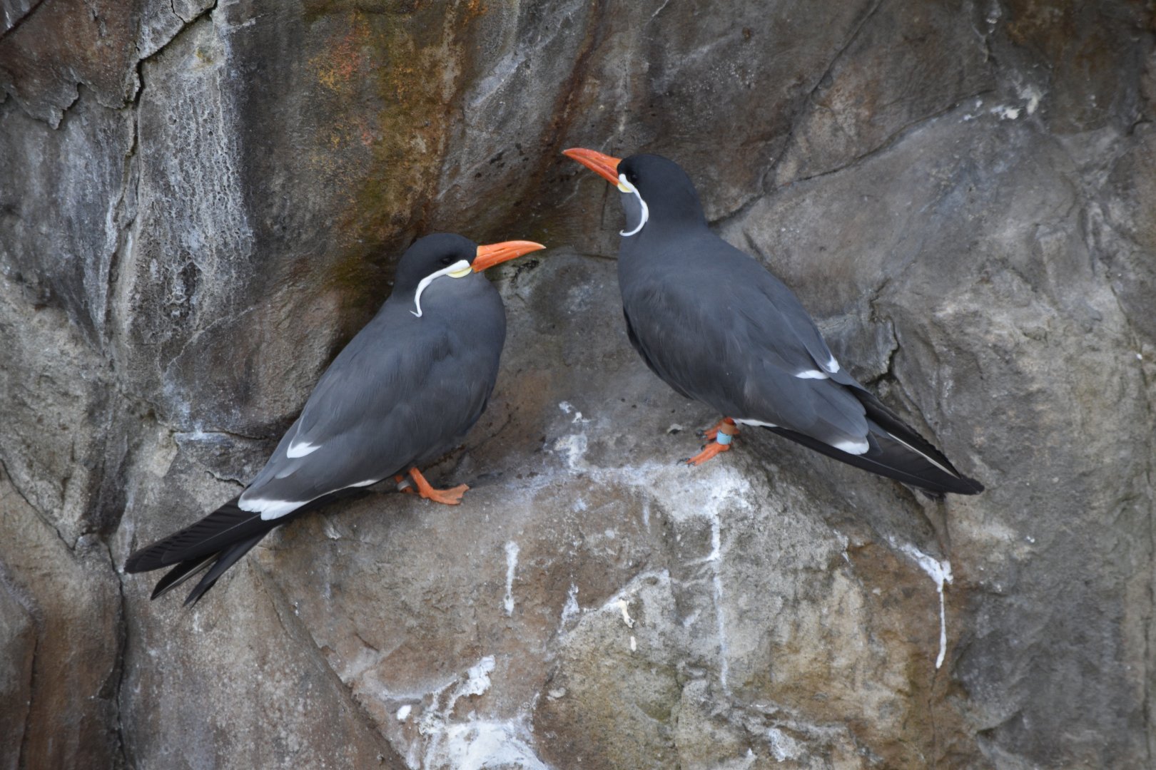 Inca terns