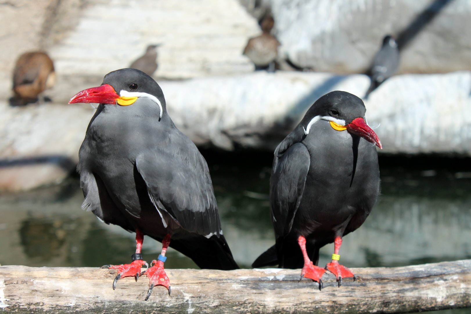 Inca Terns