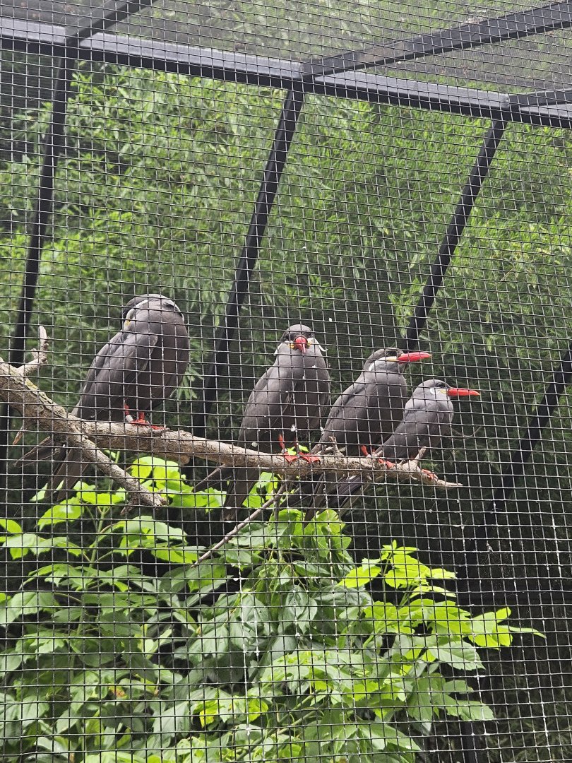 Inca terns