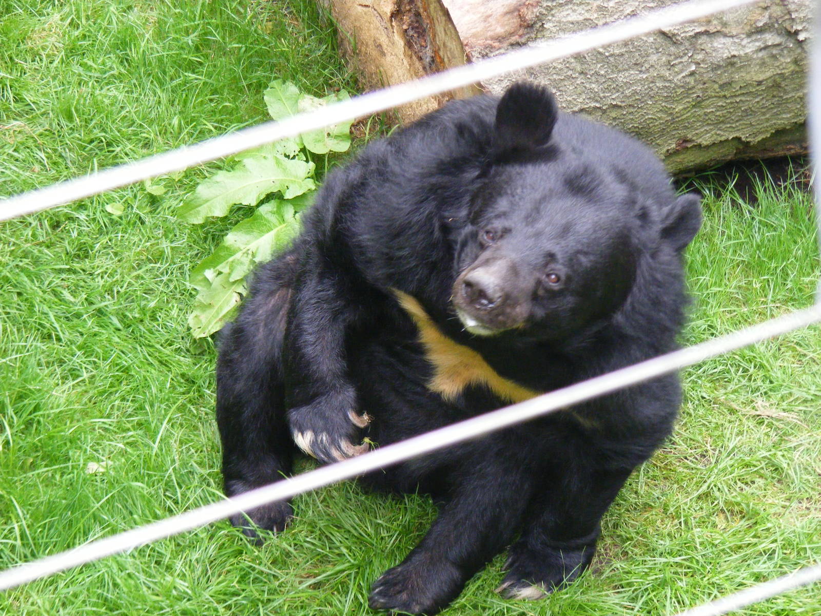 Inca the Asiatic black bear at Dudley Zoo, 28 August 2010