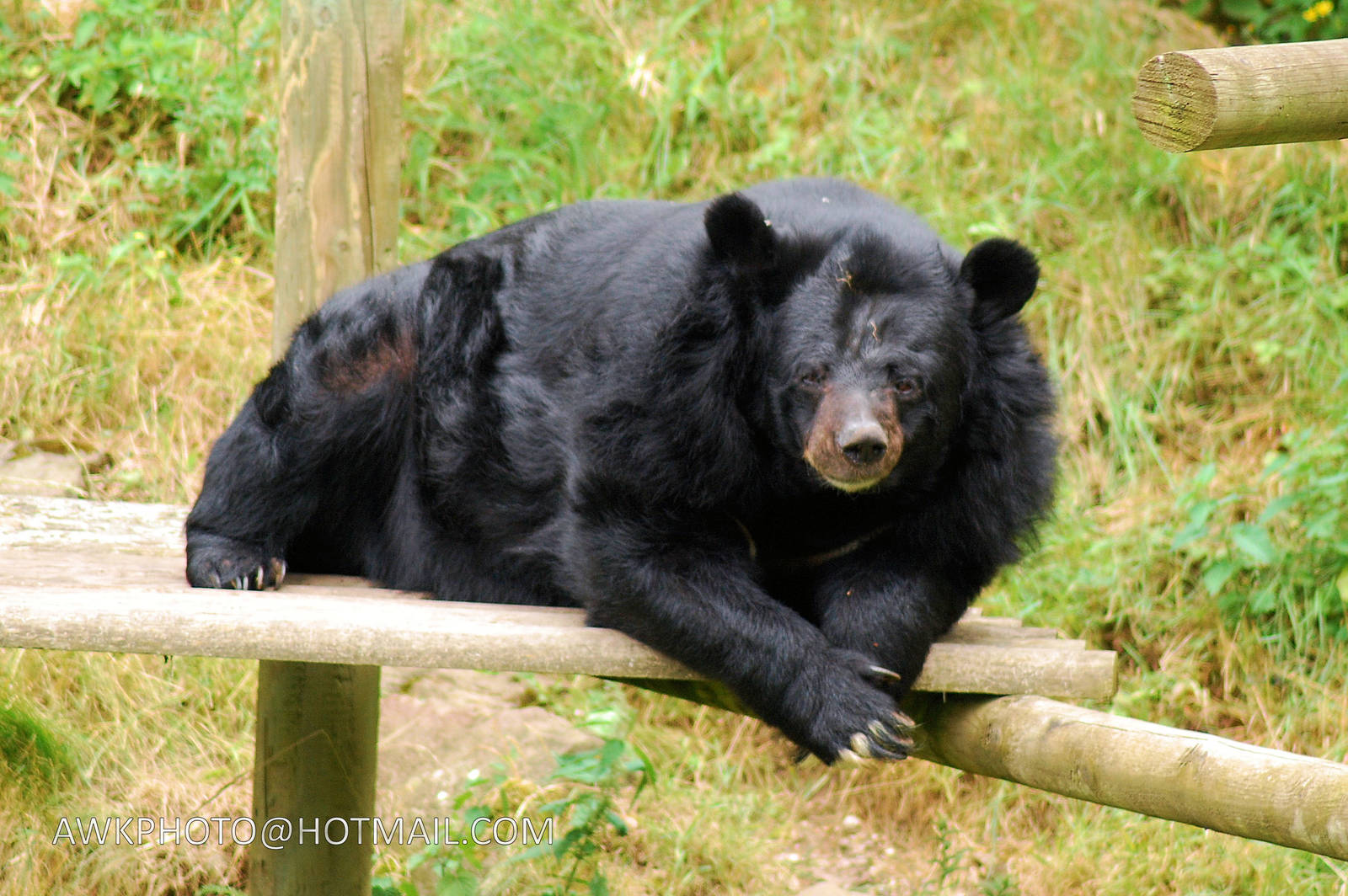INCA THE ASIATIC BLACK BEAR