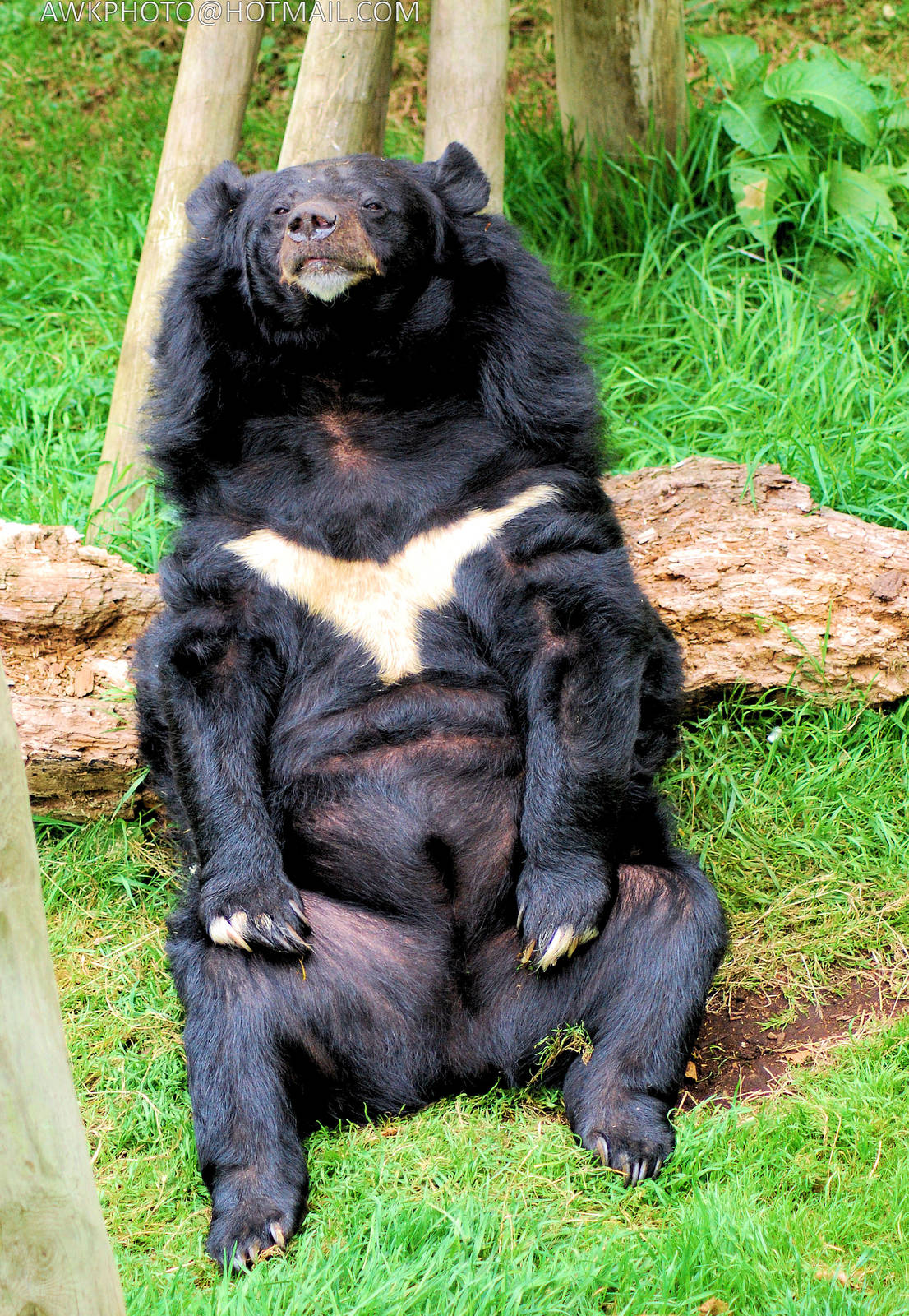 INCA THE ASIATIC BLACK BEAR