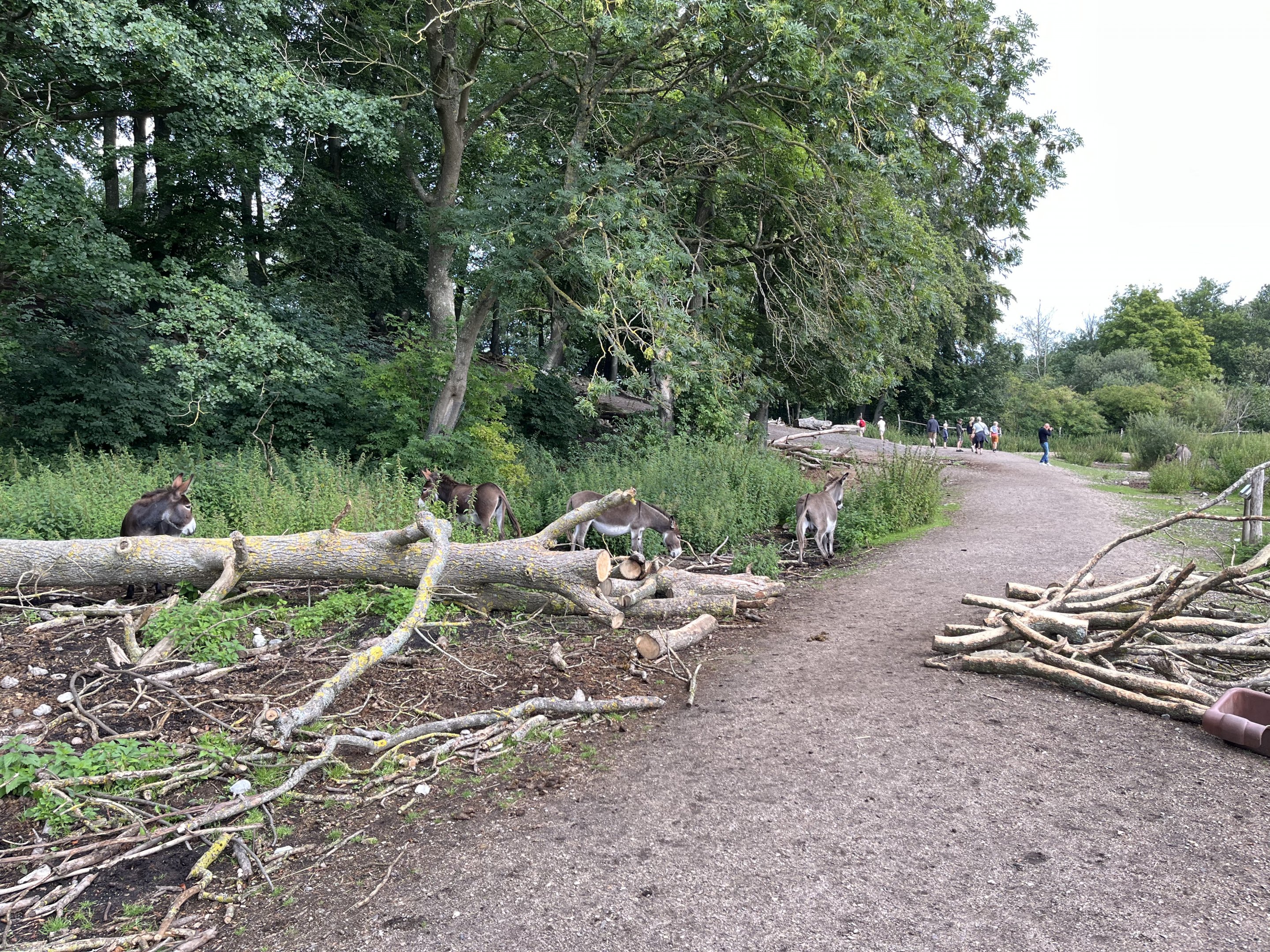 Inca Trail Donkey Walk Through