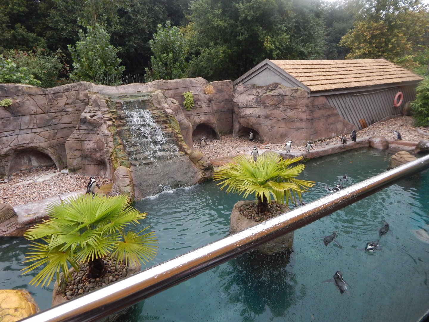 Inca Trail - Humboldt penguin exhibit 140921