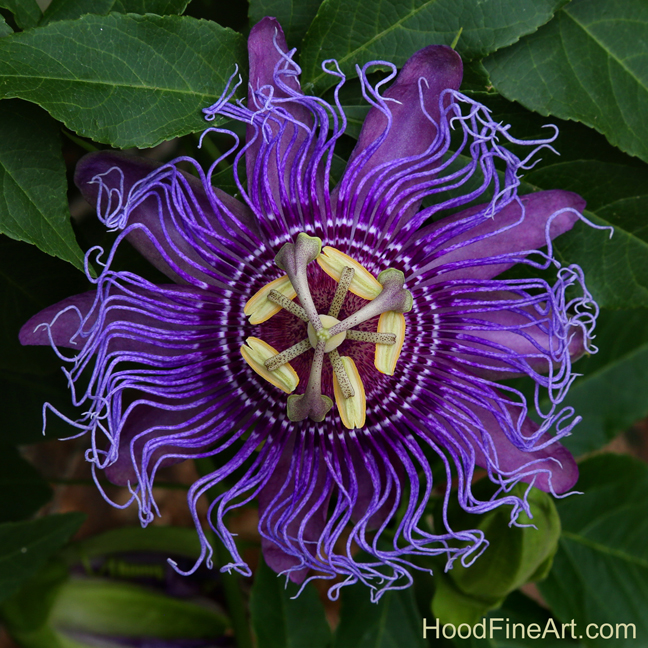 incense passion flower