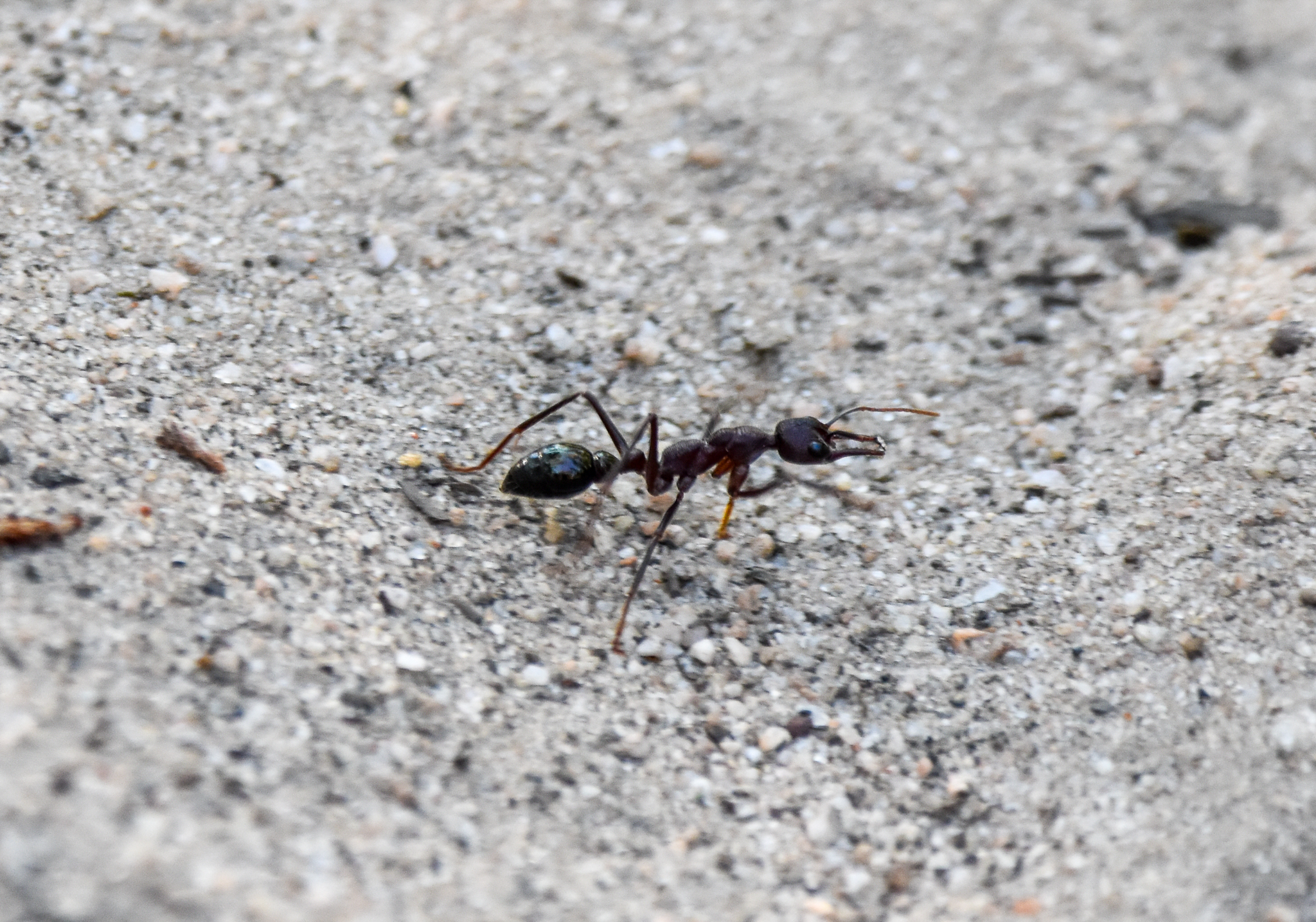 Inchman Ant Myrmecia forficata