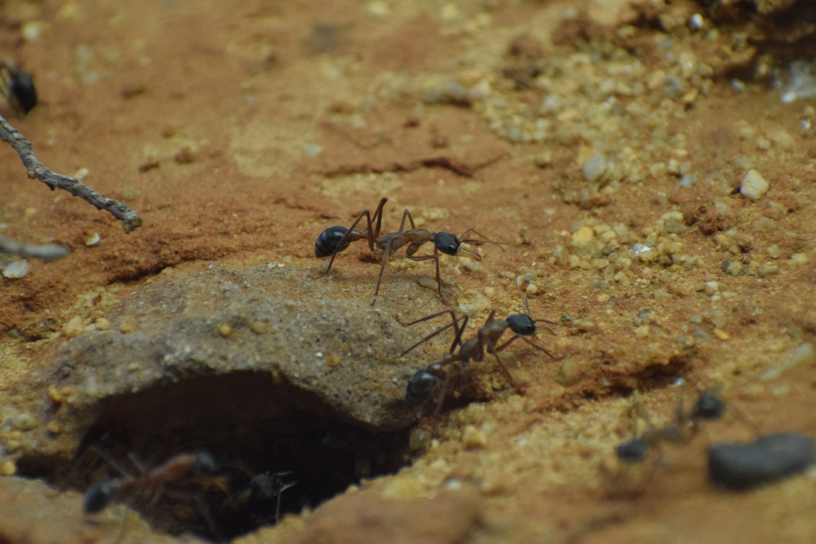 Inchman ant - October 2023