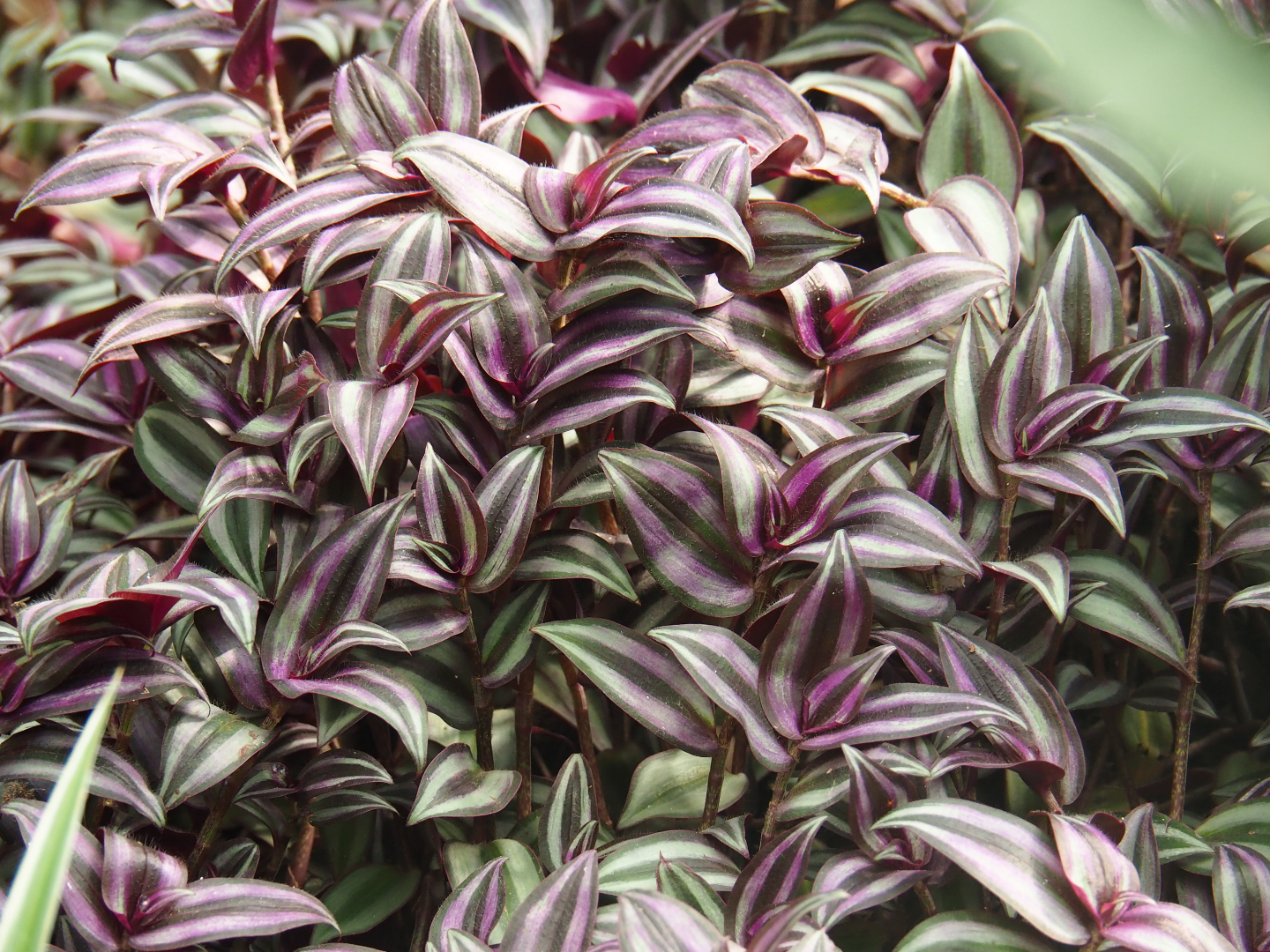 Inchplant leaves (Tradescantia zebrina), 2019-08-04