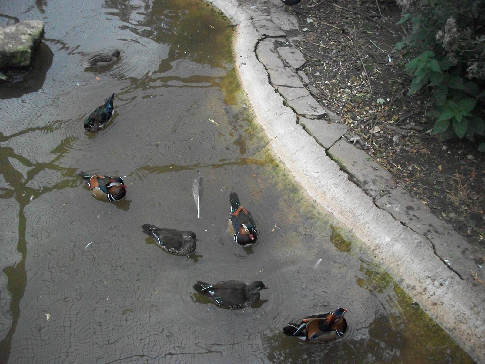 Including the ducklings hatched this year? 21st September 2014