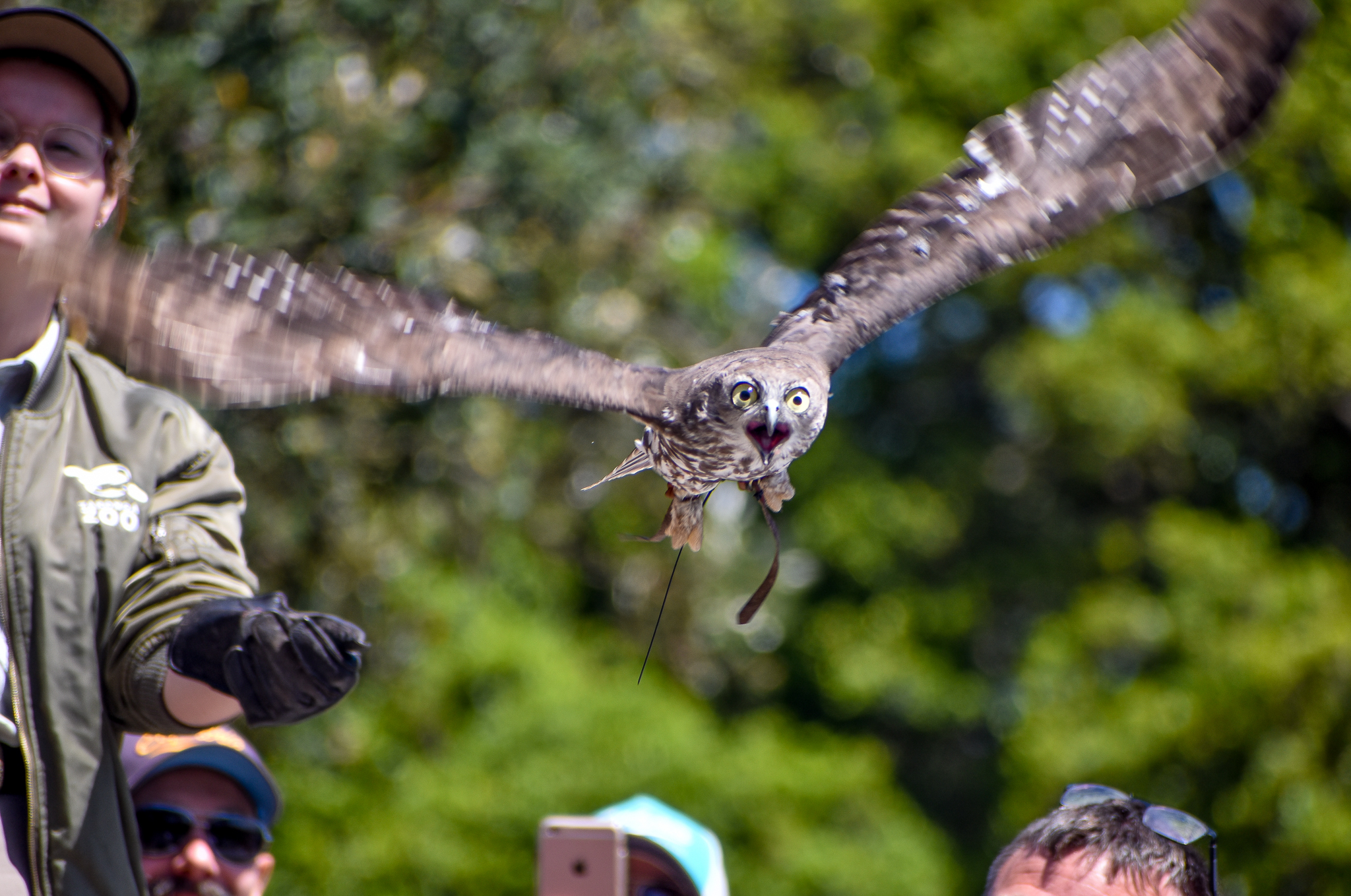 Incoming Barking Owl