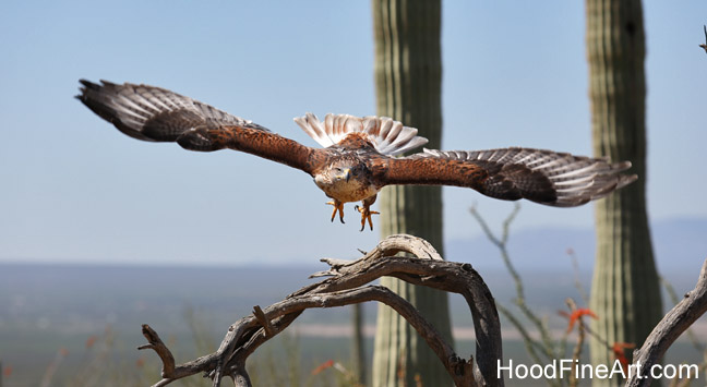 Incoming ferruginous hawk