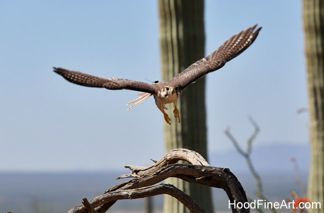 Incoming prairie falcon