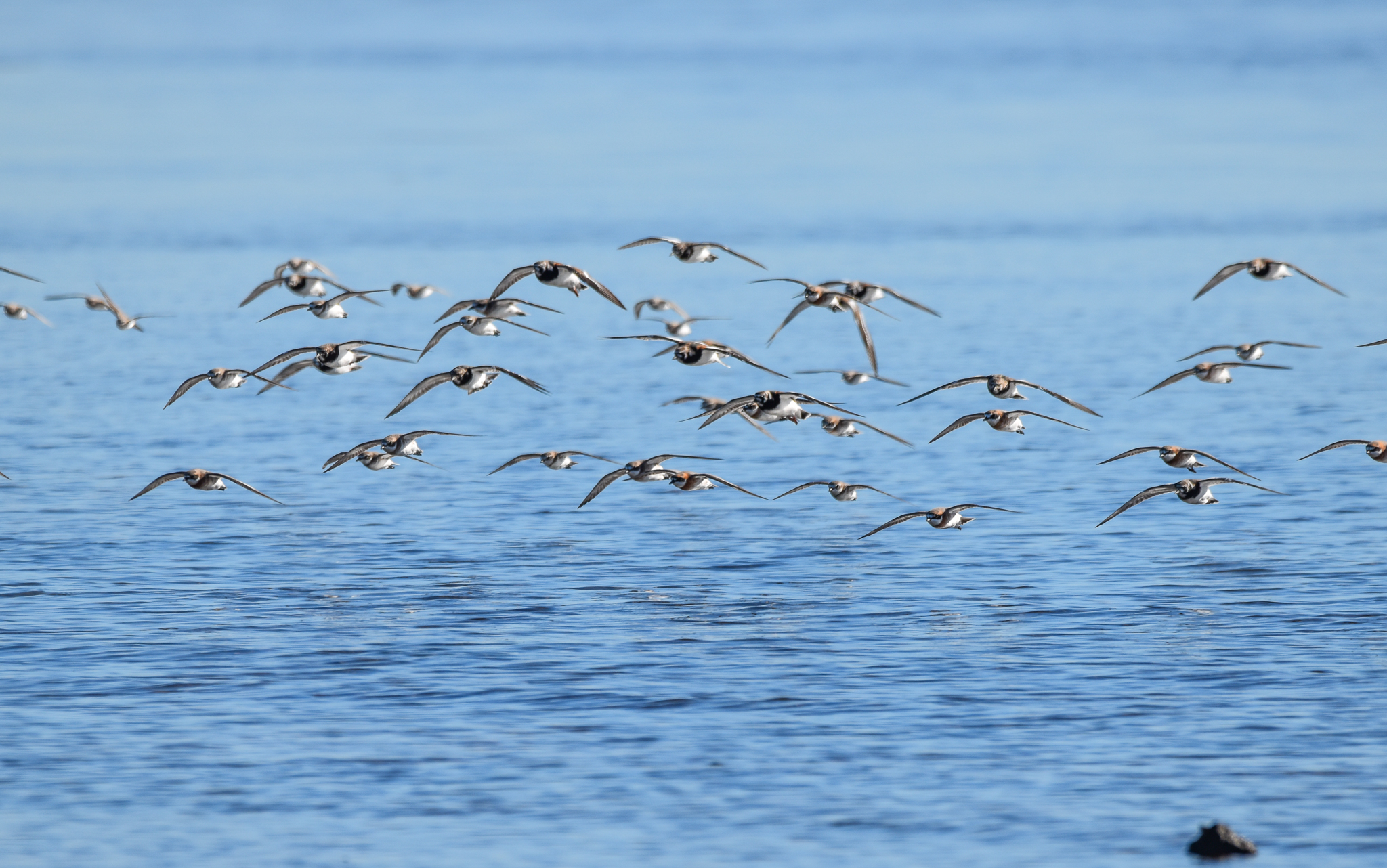 Incoming Waders