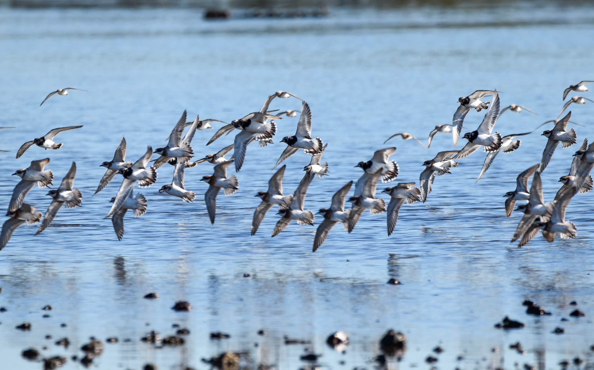 Incoming Waders
