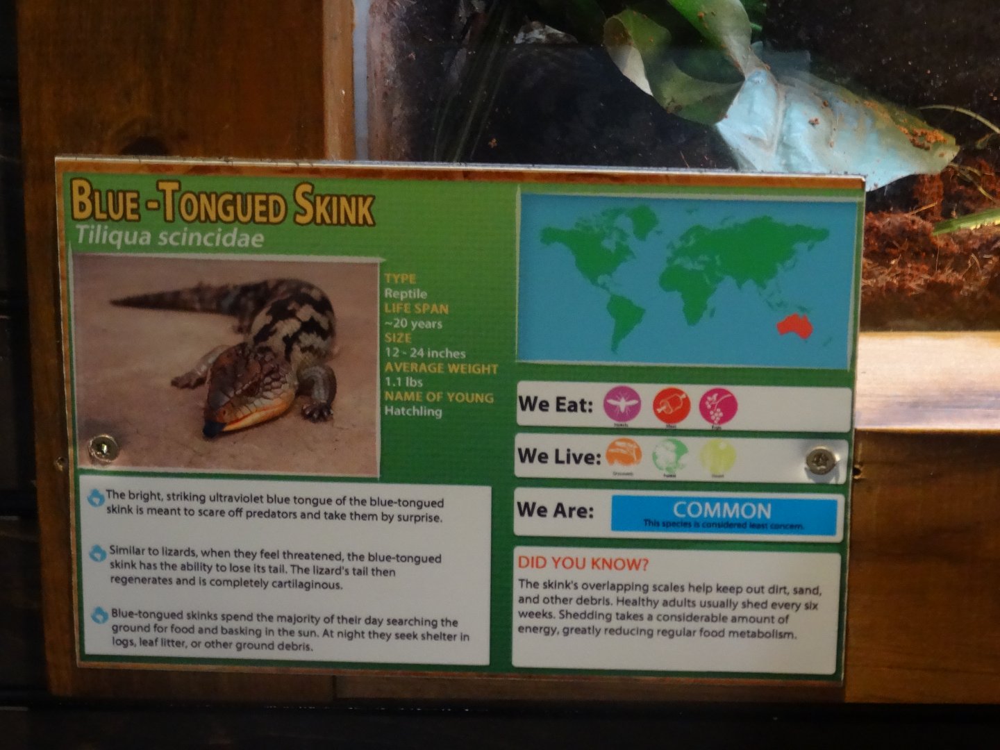 Incorrect Signage- "Tiliqua scincidae"