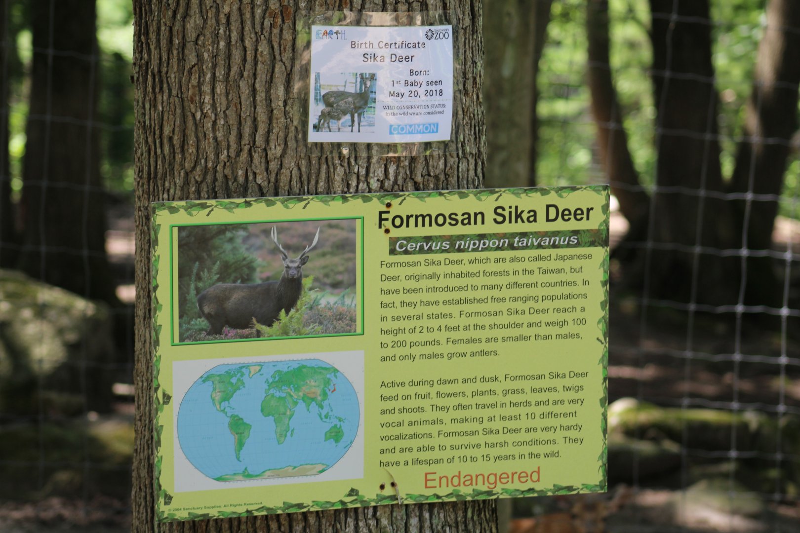 Incorrect Sika Deer Signage