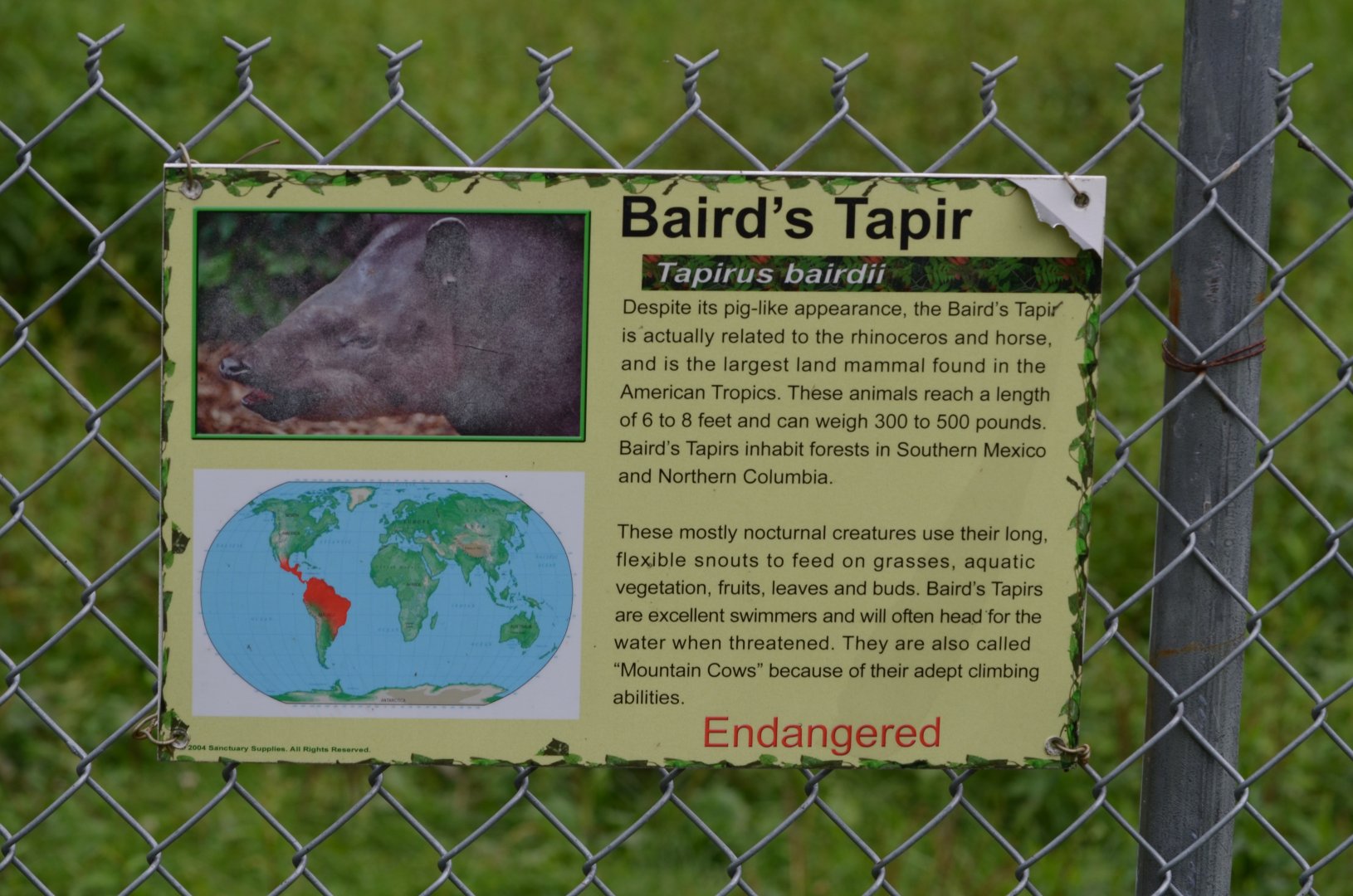 Incorrectly Labeled Signage (Should be Mountain Tapir, as I understand)