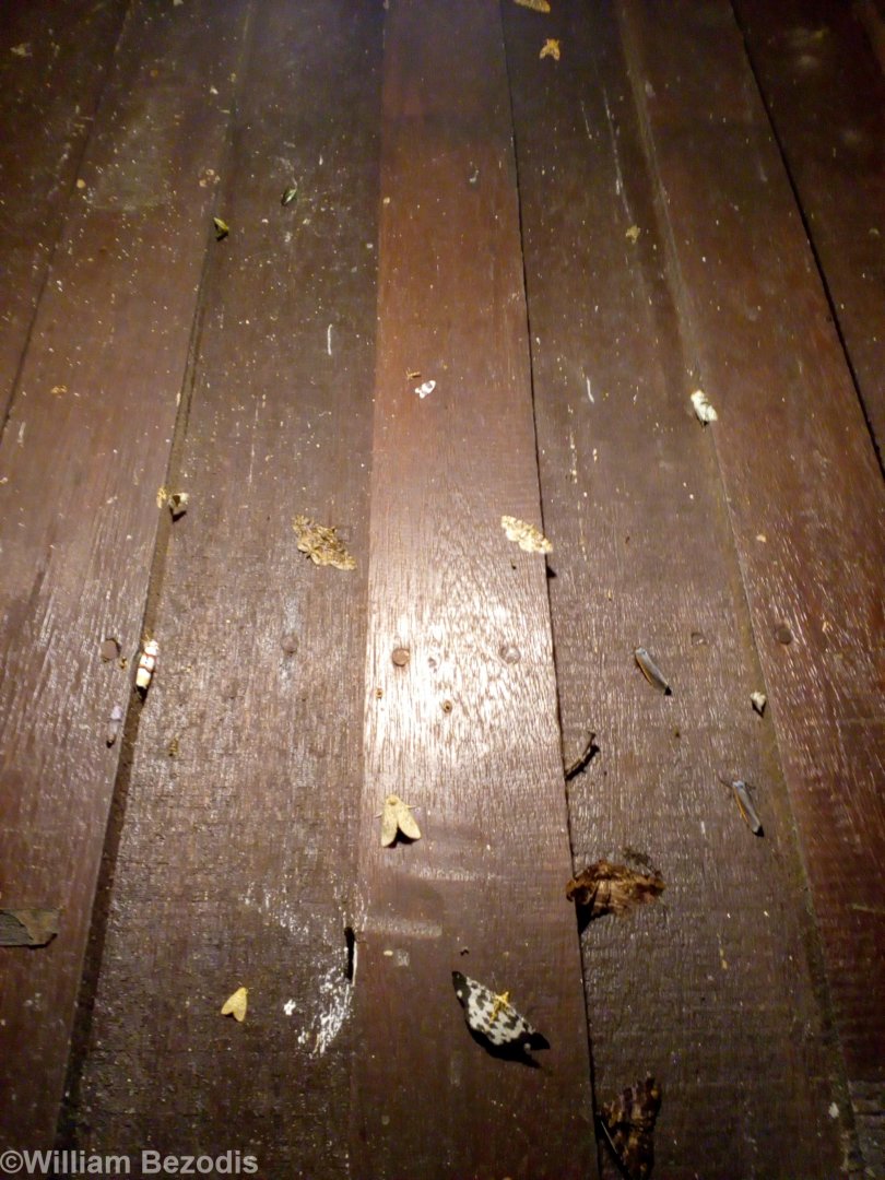 Incredible Moth Diversity Outside my Room - Mount Kinabalu