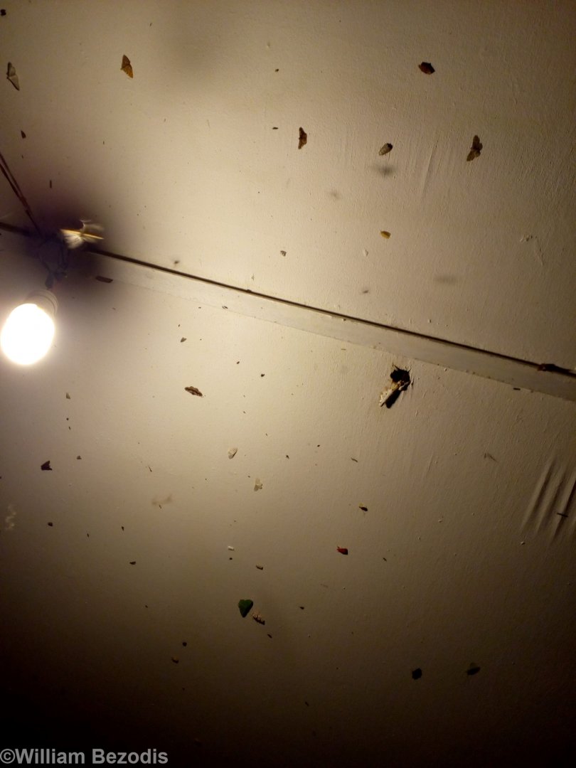 Incredible Moth Diversity Outside my Room - Mount Kinabalu