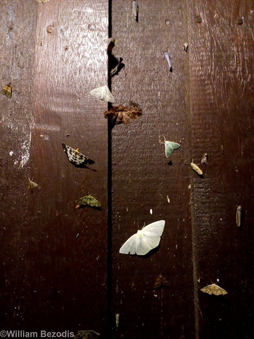 Incredible Moth Diversity Outside my Room - Mount Kinabalu