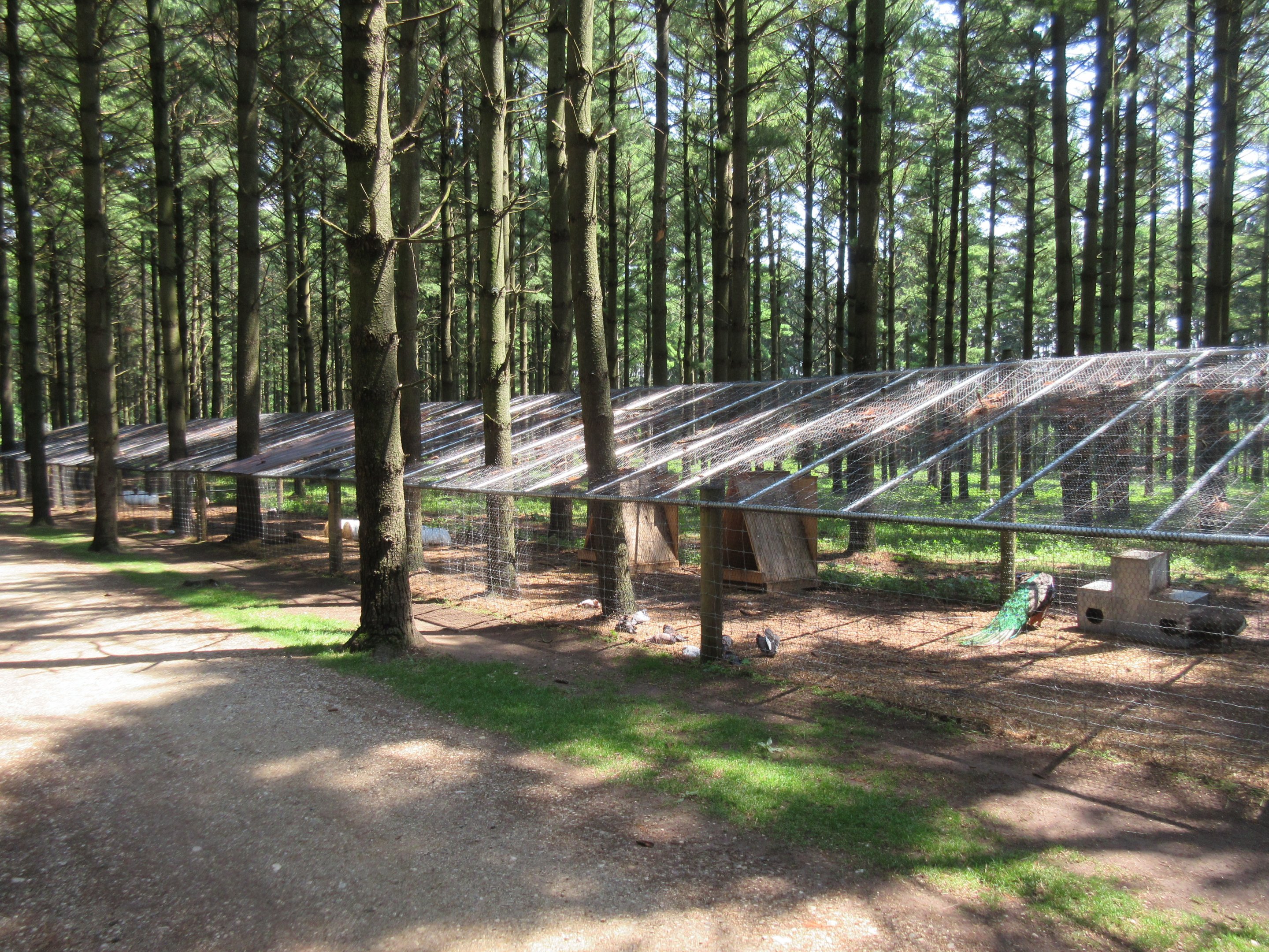 Incredibly Long Aviary (for chickens, ducks, pheasants, peafowl, etc.)