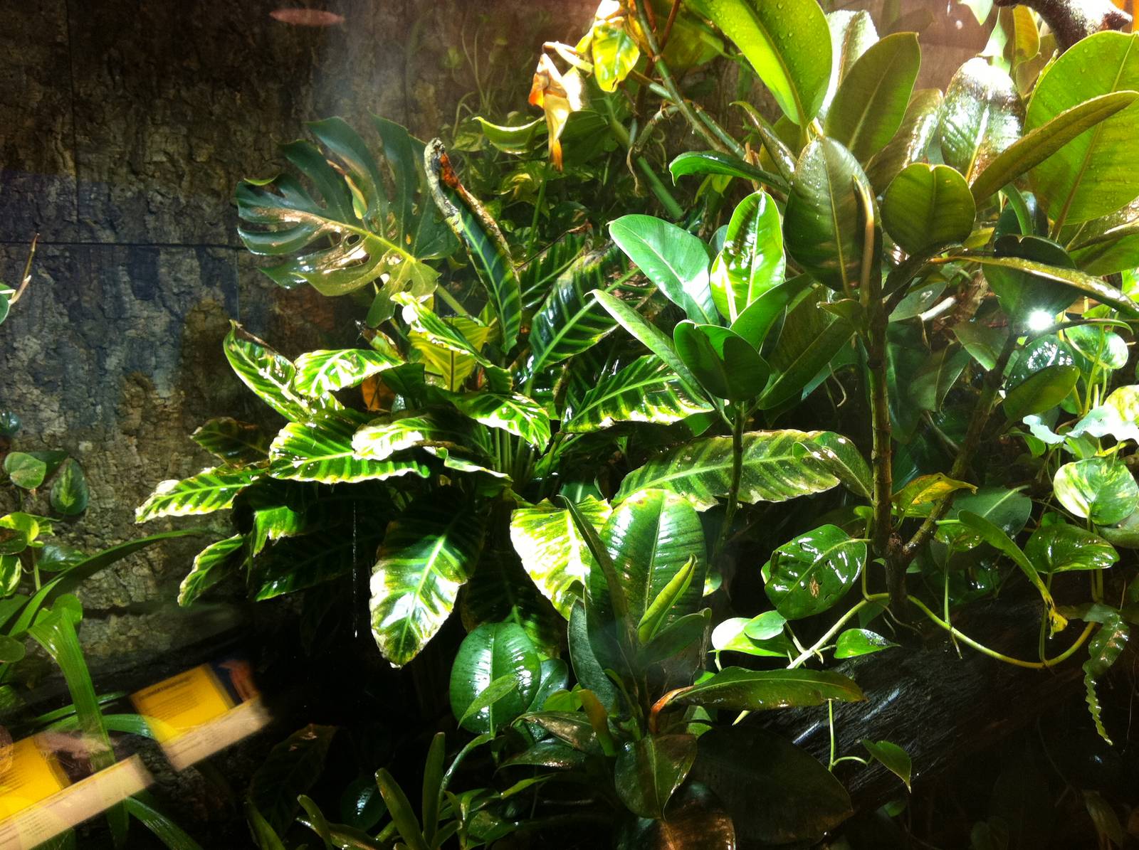 Incredibly lush Amphibian Exhibit - Manchester Museum 29.12.10