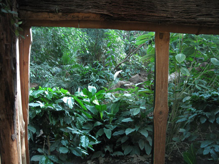 incredibly lush jaguar exhibit