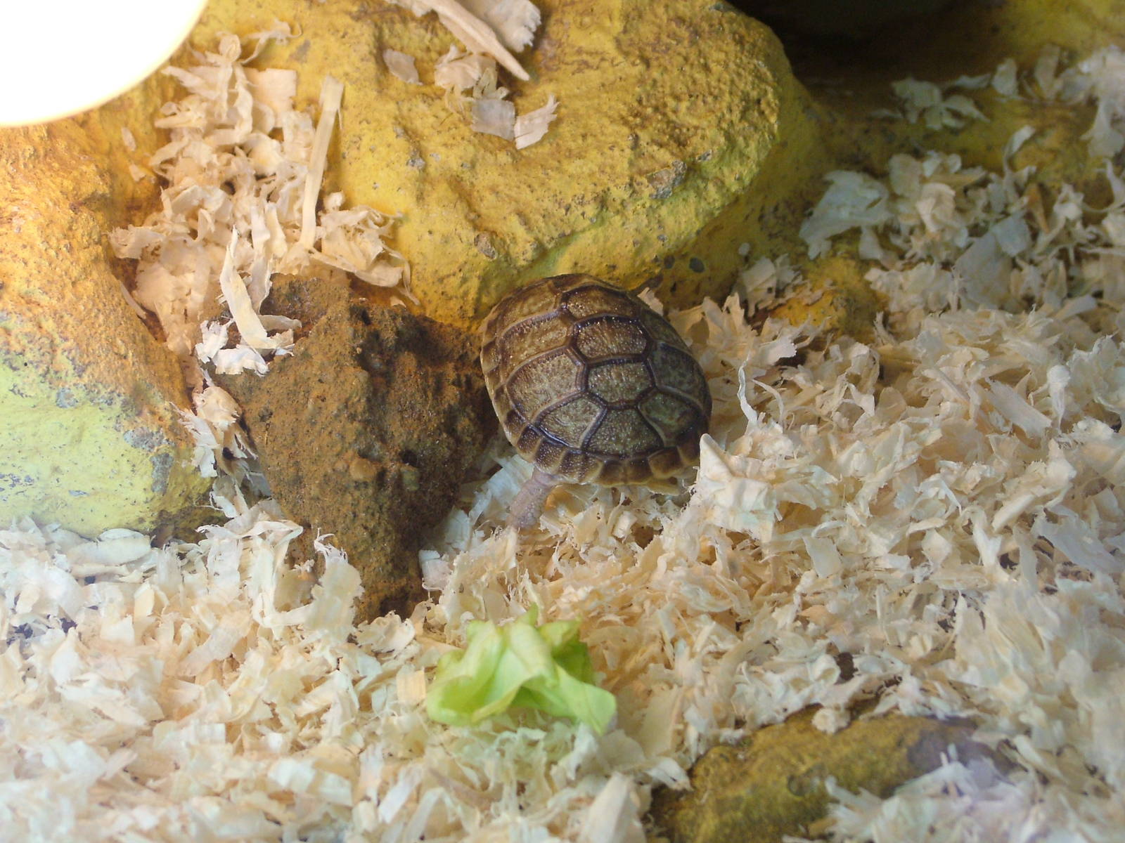 Incredibly small Egyptian Tortoise at Whipsnade 08/05/10