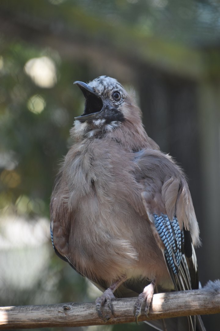 Incredulous British jay