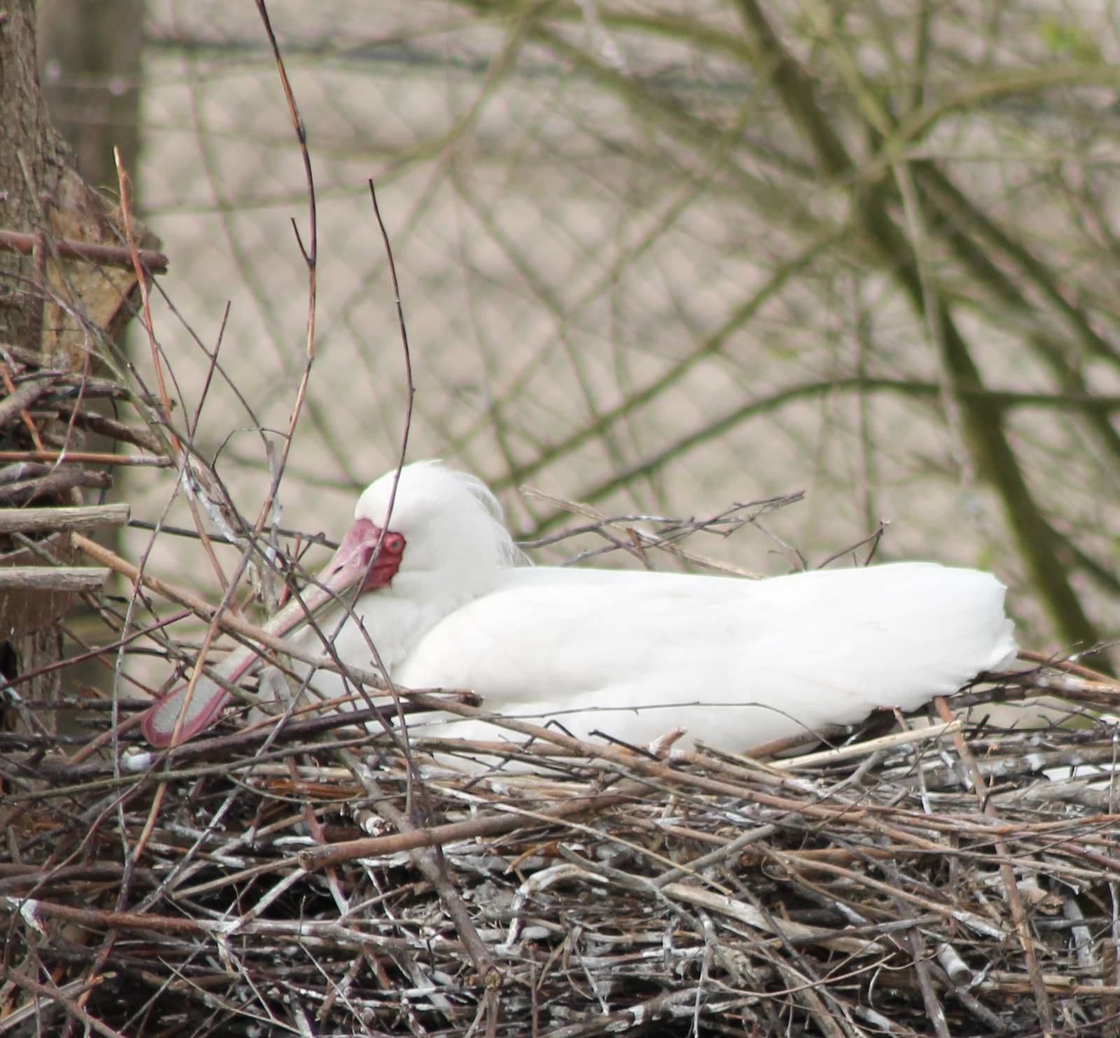 Incubating African spoonbill