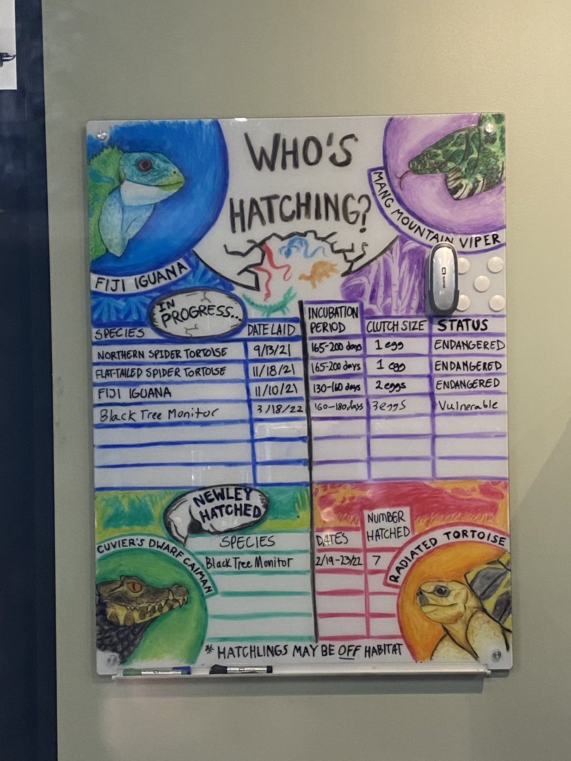 Incubating and Hatching Reptiles Sign - Wildlife Explorers Basecamp (Cool Critters Reptile House)