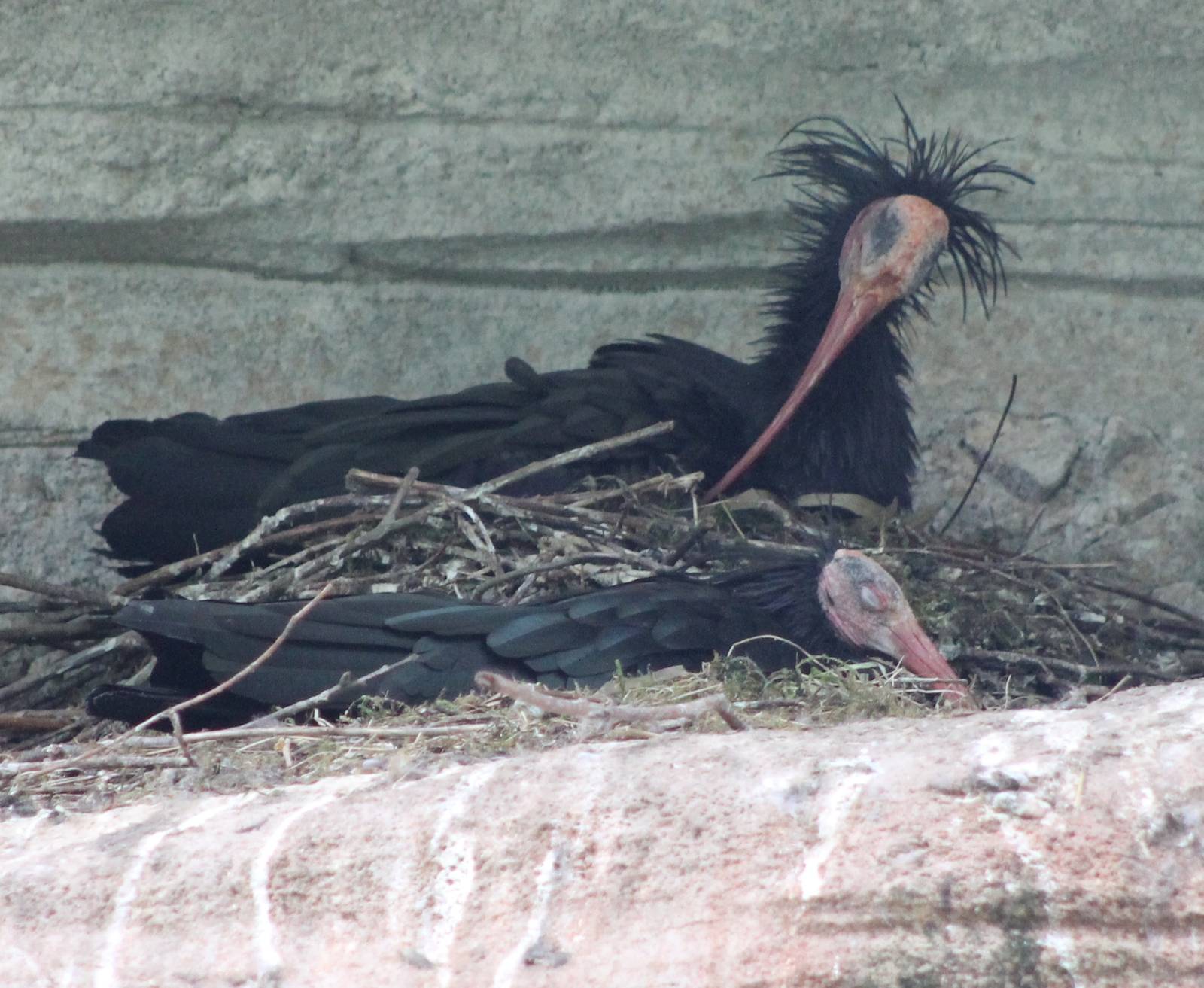 Incubating Bald ibisses