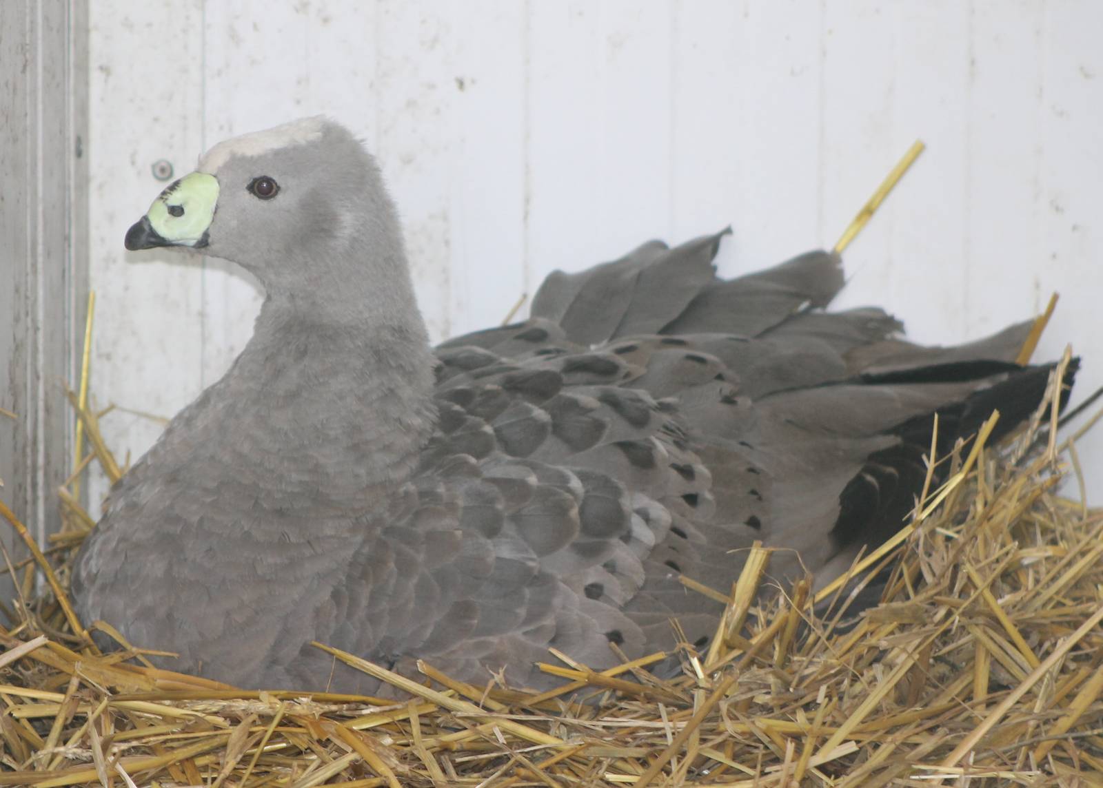 incubating cereopsis goose