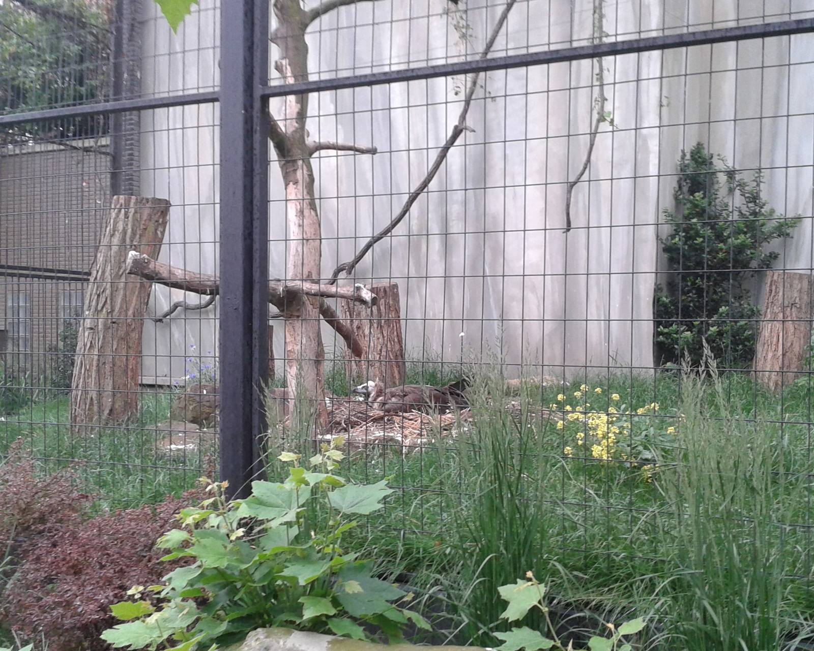 Incubating European black vulture