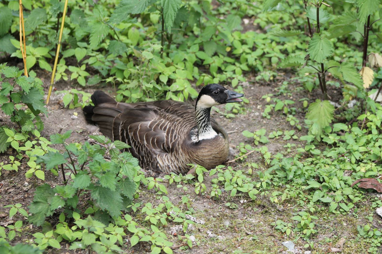Incubating Hawaii goose