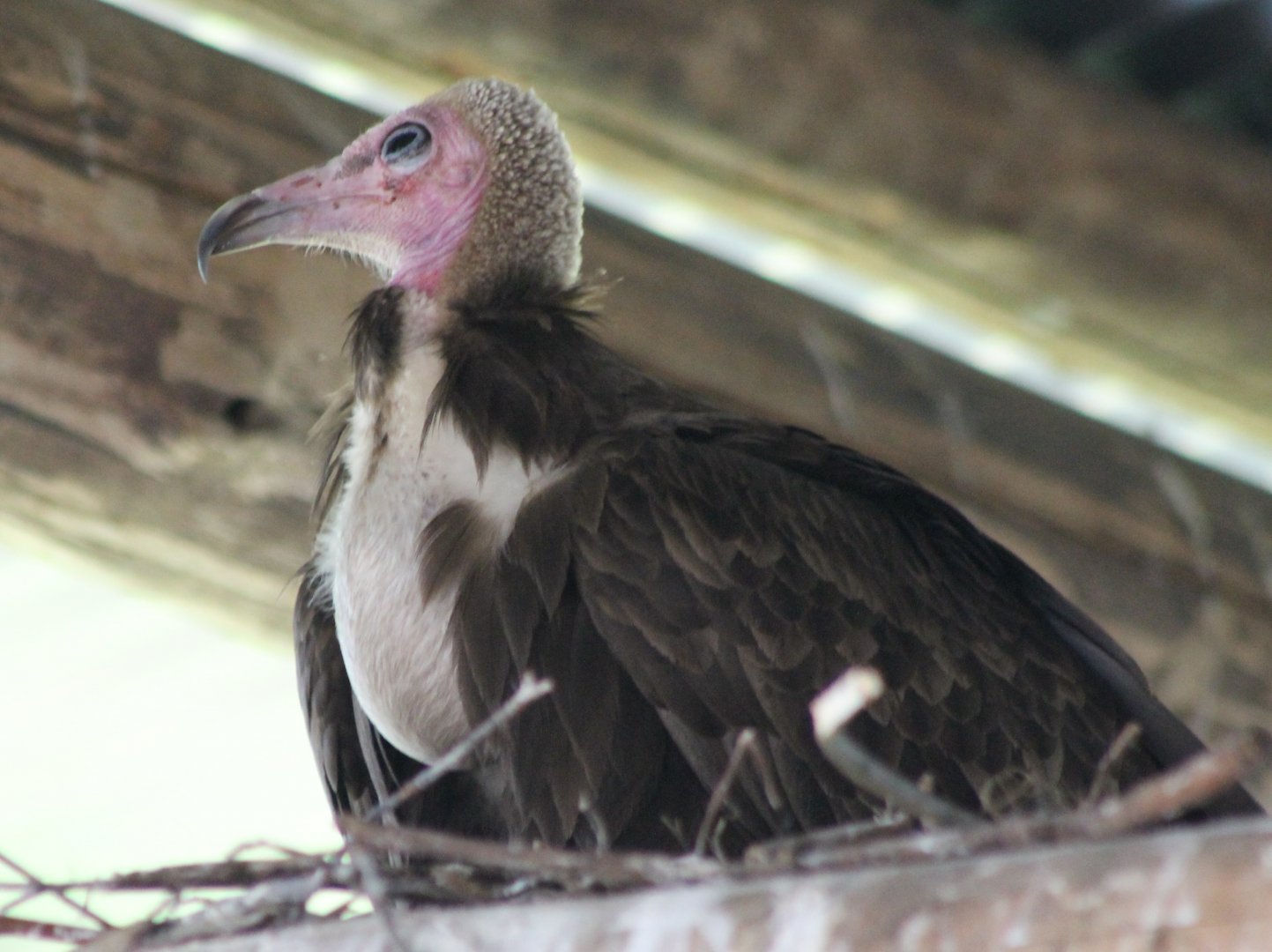 Incubating Hooded vulture