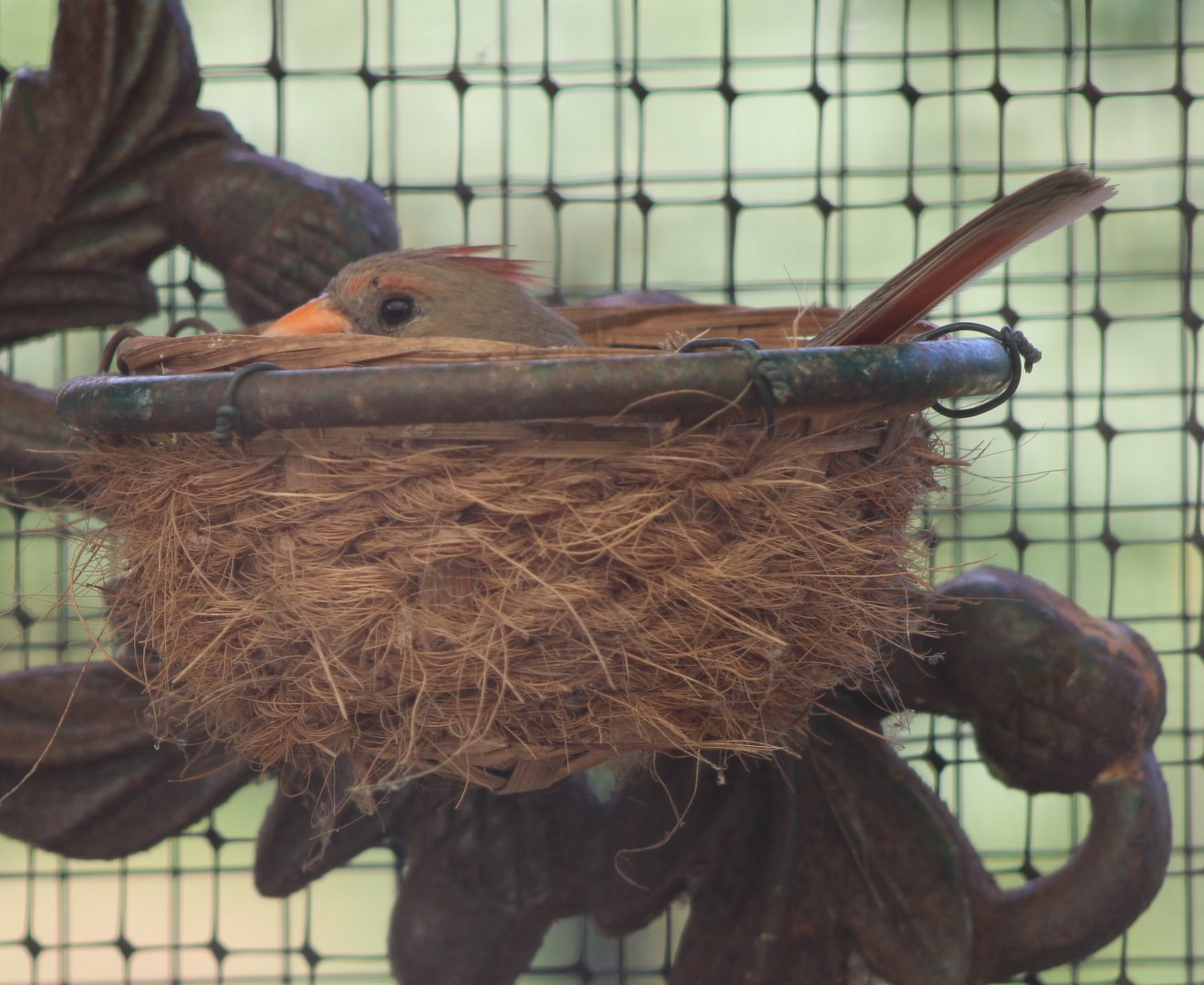 Incubating Northern cardinal