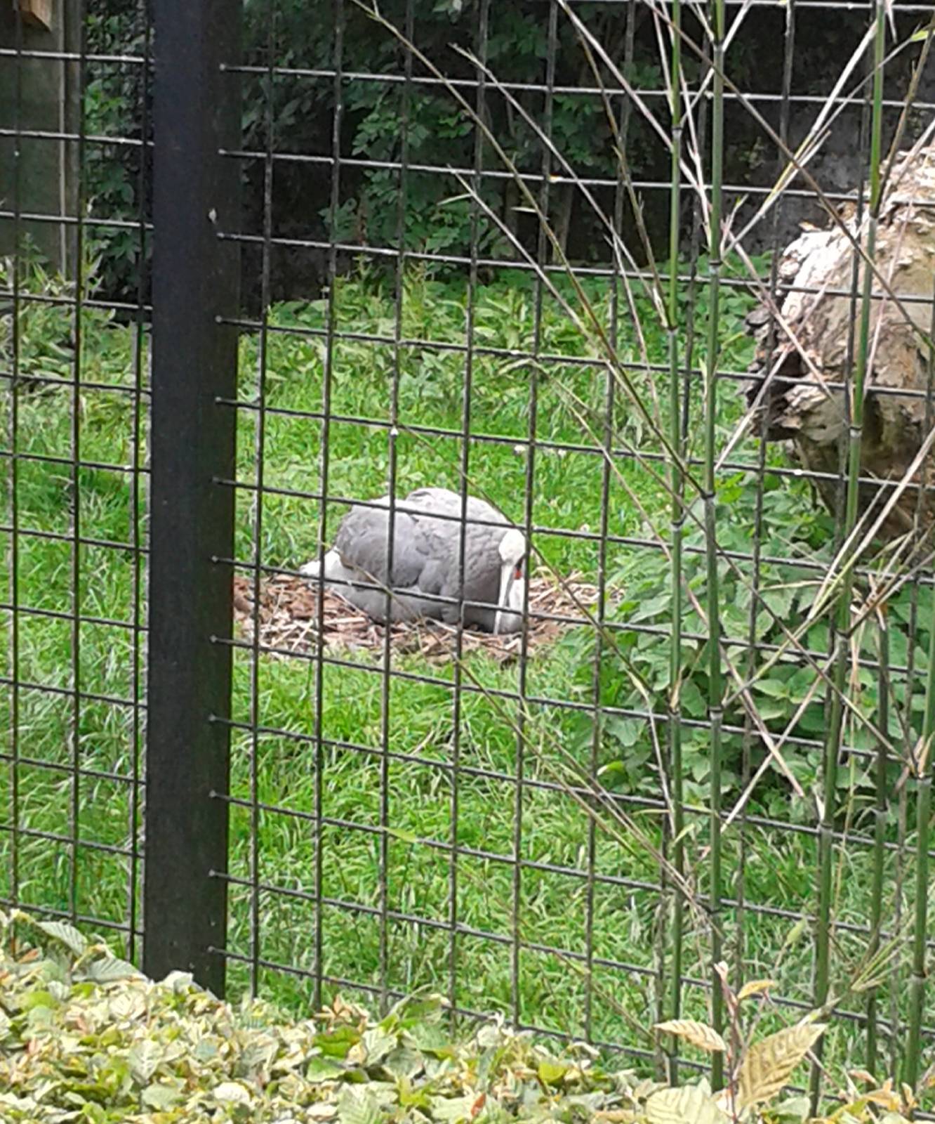 Incubating Sarus crane