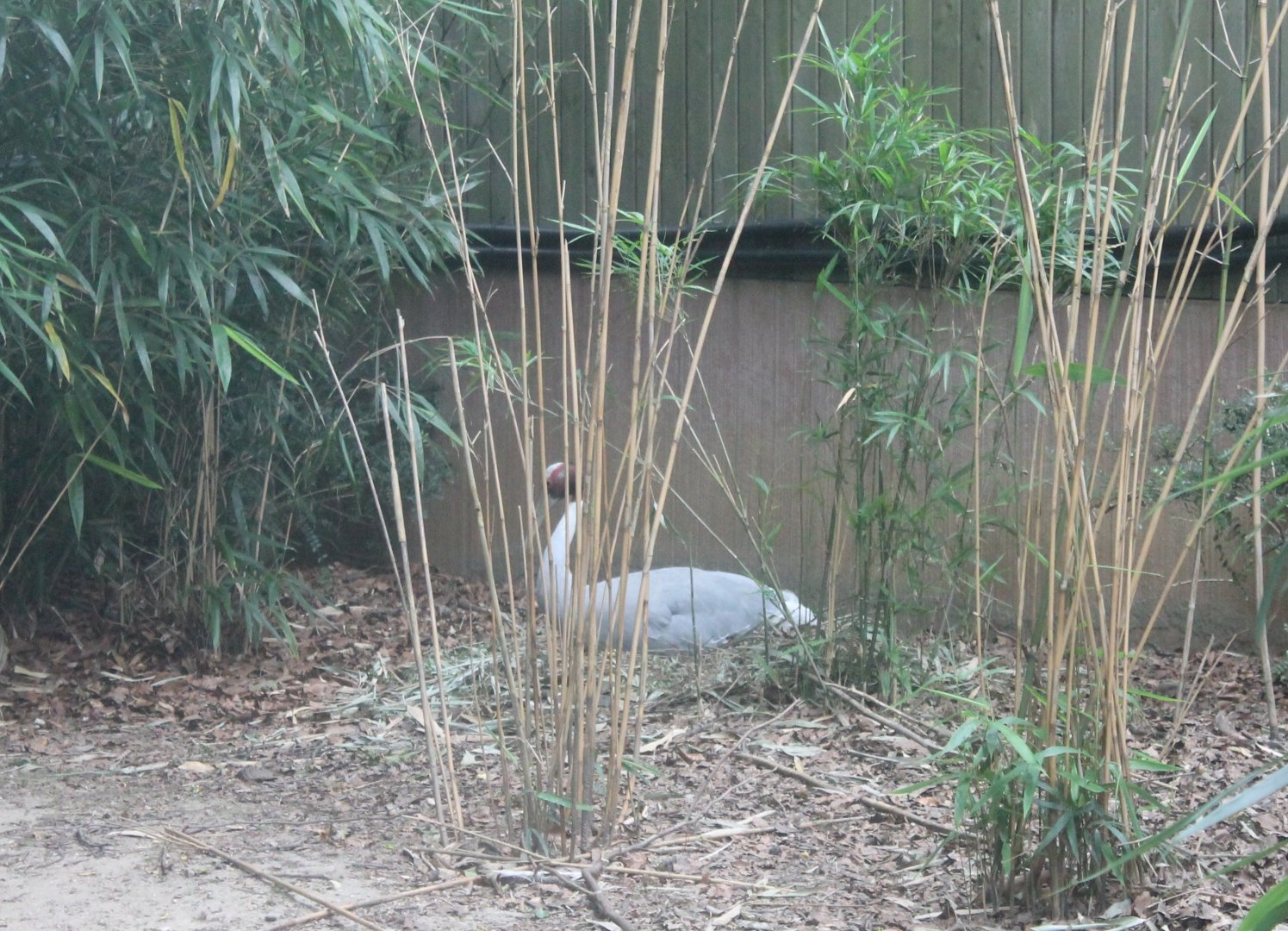 Incubating Sarus crane