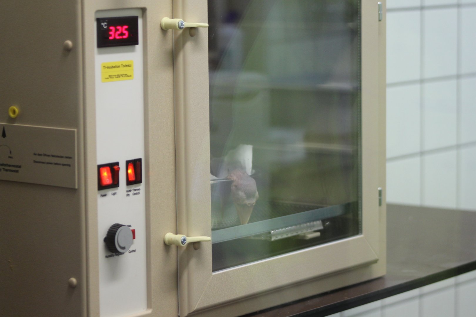 Incubator with baby Toco toucan