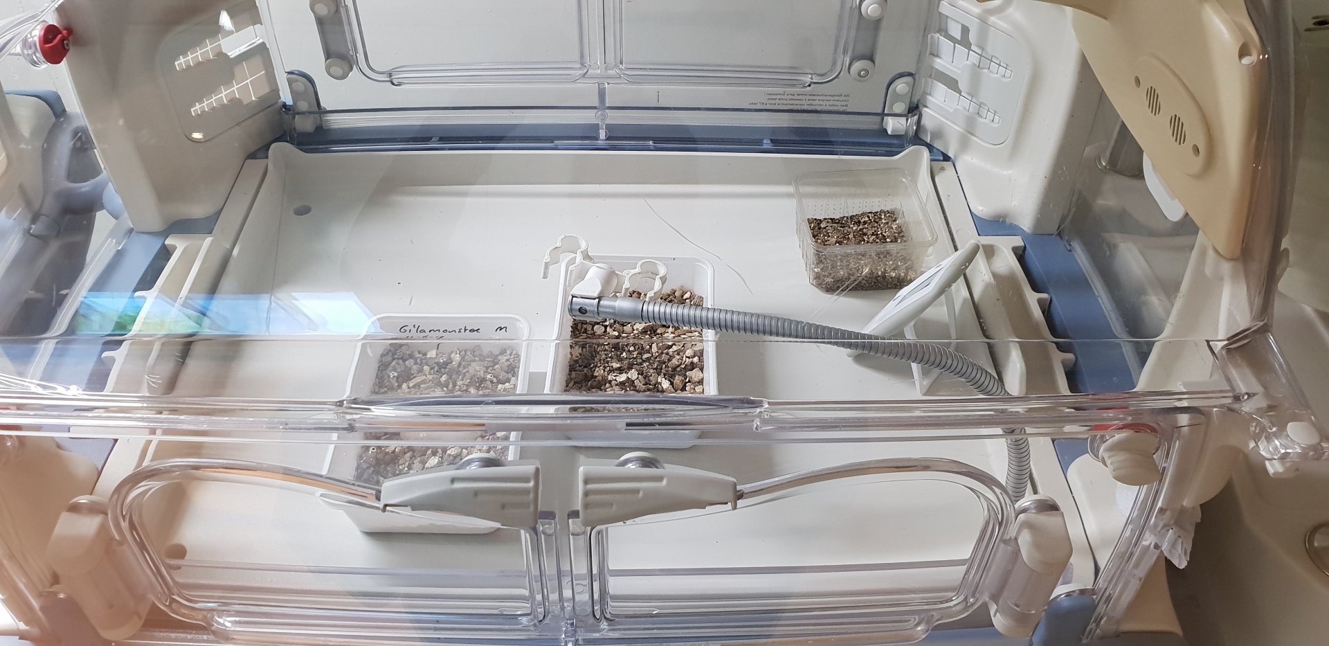 Incubator with Gila monster egg